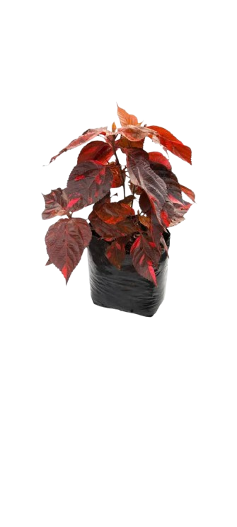 Pirámide de Acalifia