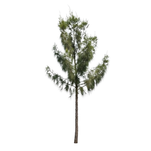 Árbol Casuarina