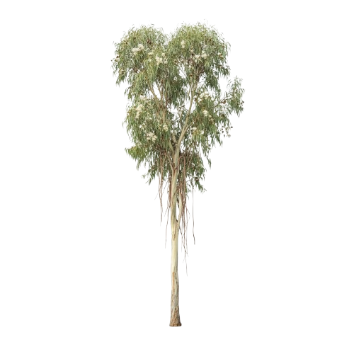 Árbol de eucalipto