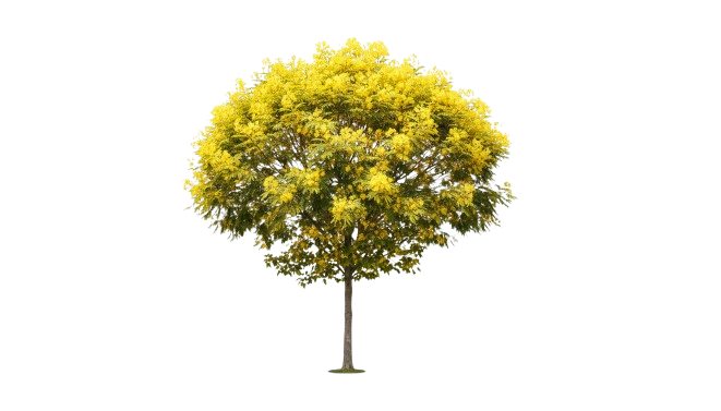 Árbol mimosa
