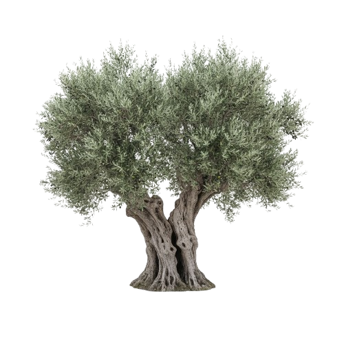 Árbol olivo