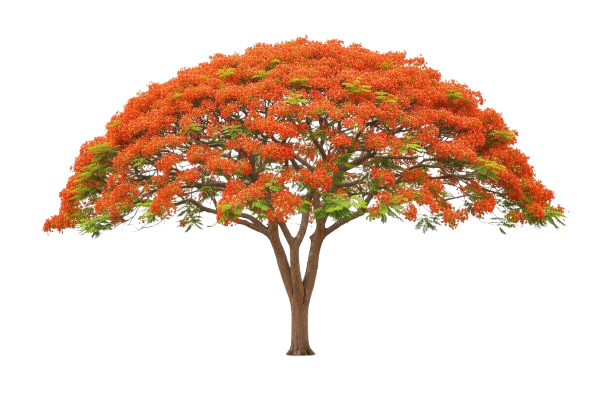 Árbol ponciano