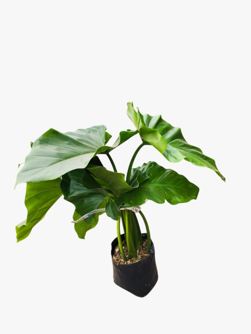 Alocasia u oreja de elefante
