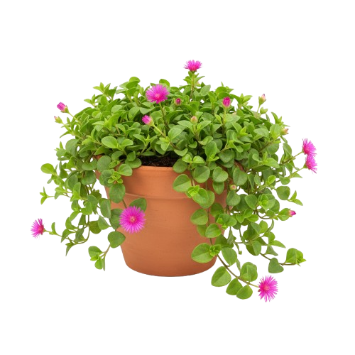 Aptenia cubre el suelo