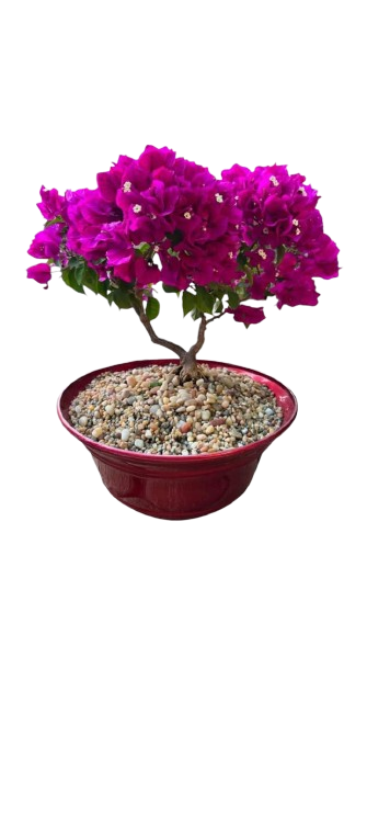 Bugambilia arbustiva