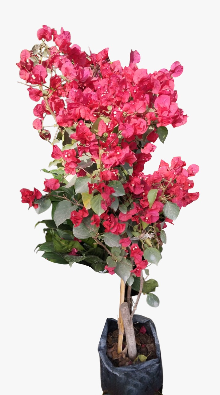 Bugambilia trepadora