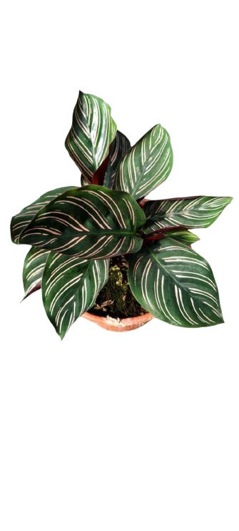 Calathea
