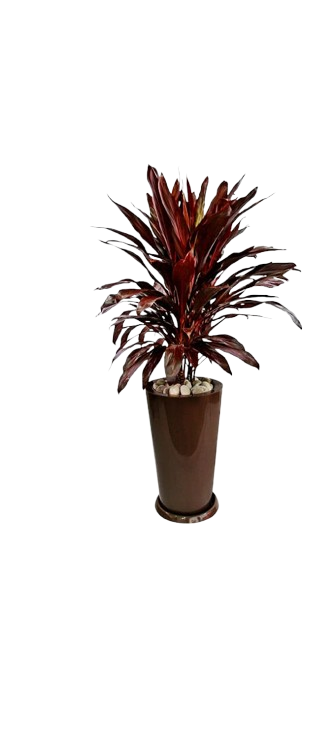 Cordyline roja
