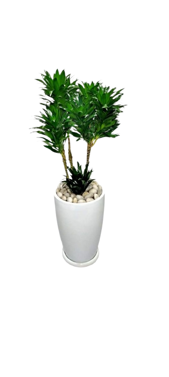 Dracaena compacta