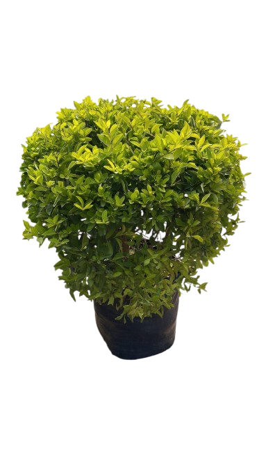 Duranta limón esférico