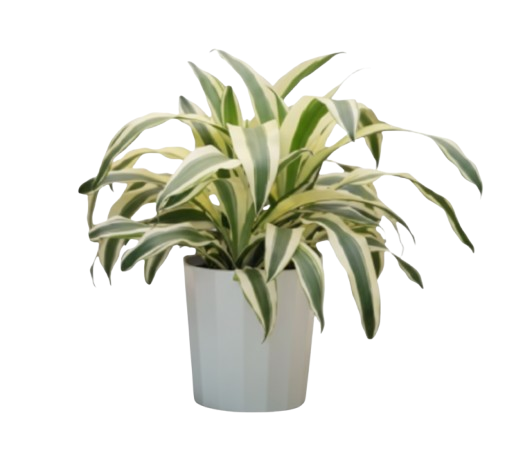 Dracaena blanca