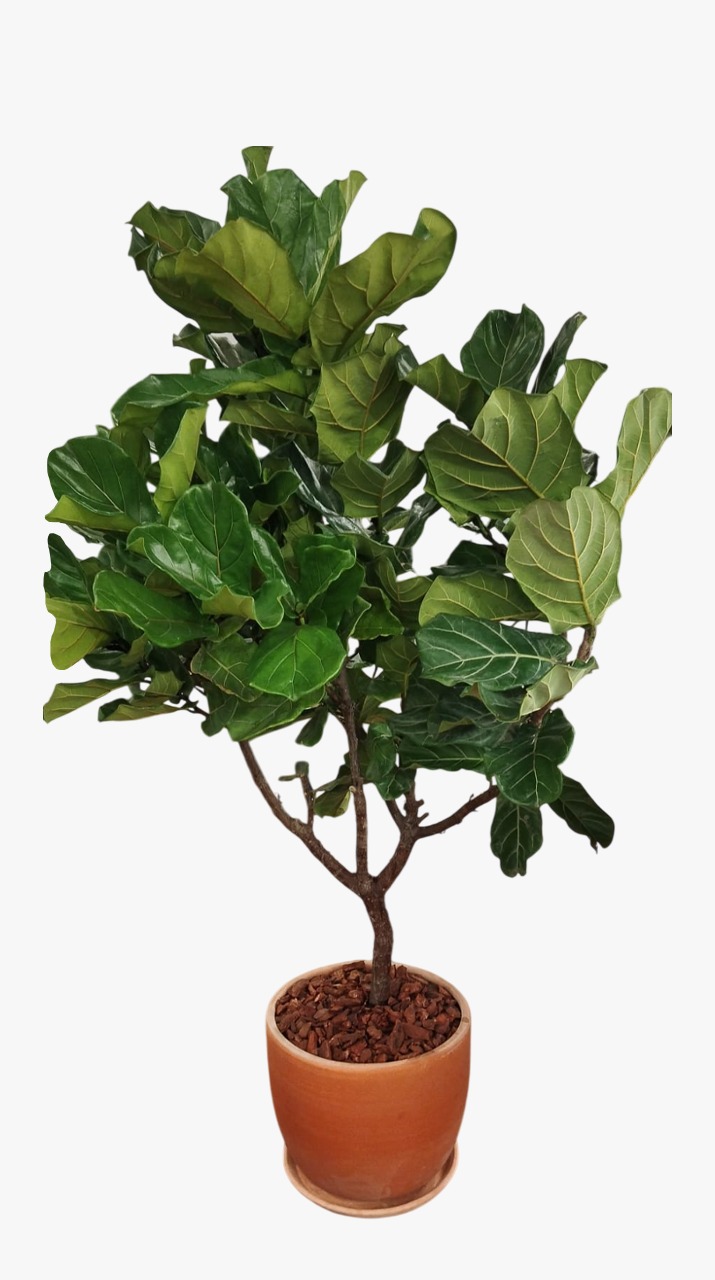 Ficus lyrata