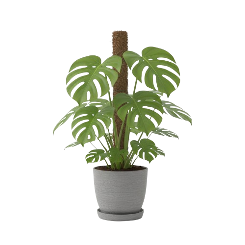 Filodendro monstera