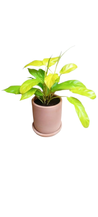 Filodendro verde limón