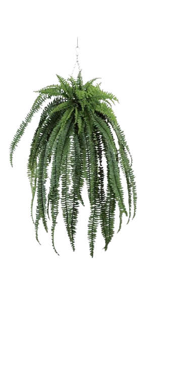 Helecho colgante