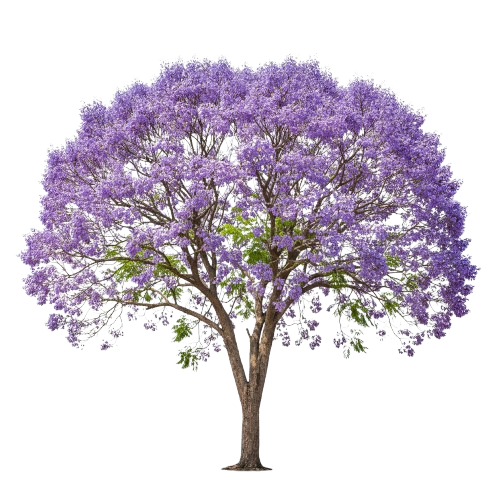 Jacaranda