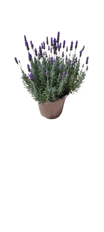 Lavanda