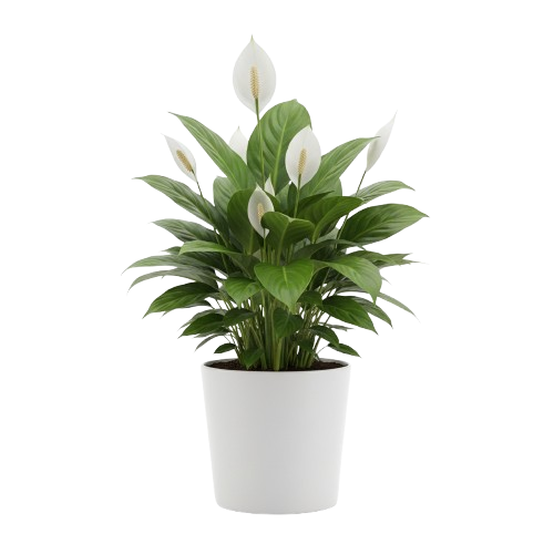 Lirio o cuna de moises