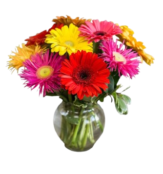 Margaritas (variedad de colores)