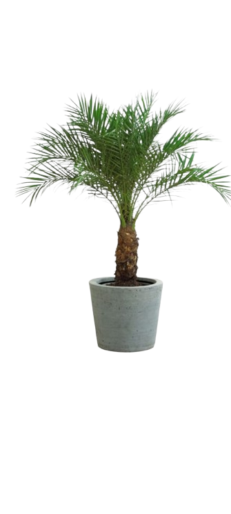 Palmera fenix o rubeline