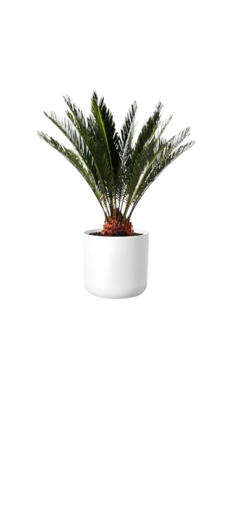 Palmera cica