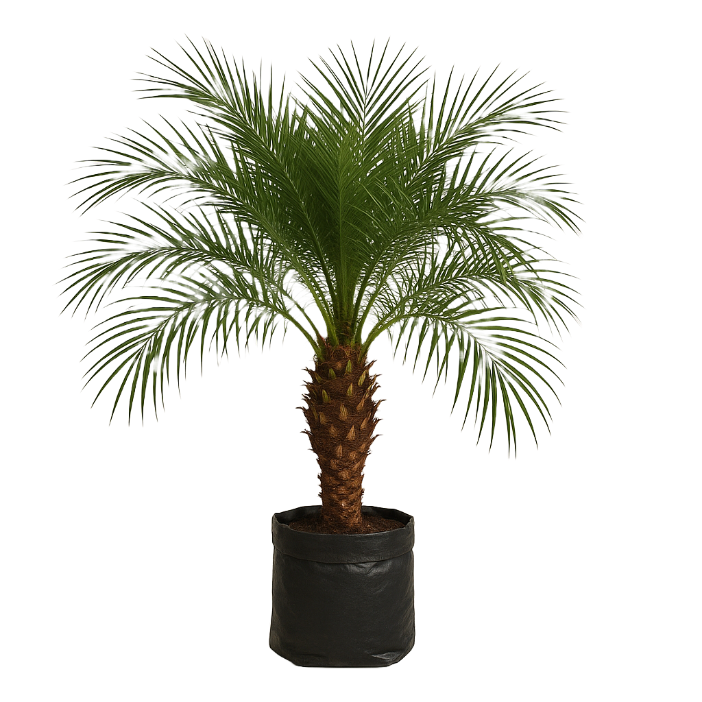 Palmera rubelina
