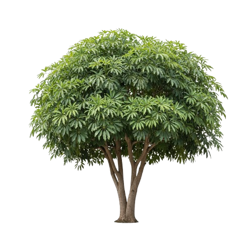 Schefflera