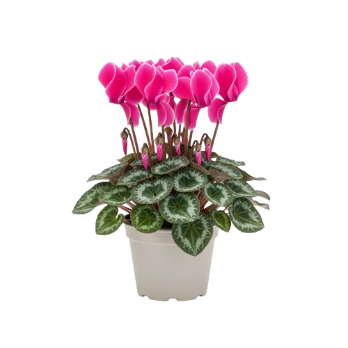 Cyclamen