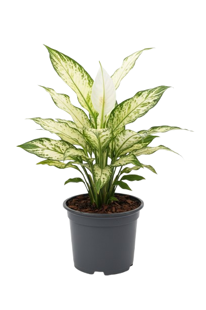 Espatifilo Variegado