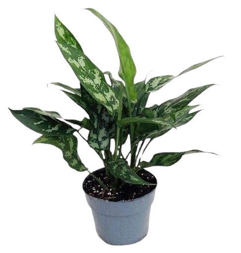 Chinese Evergreen