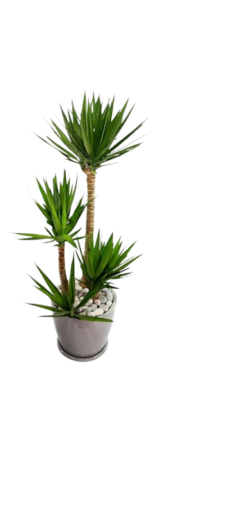 Yucca o dracaena